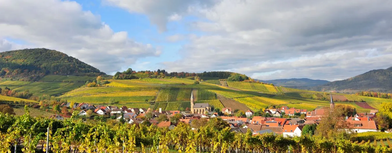 Herbst an der südlichen Weinstraße.