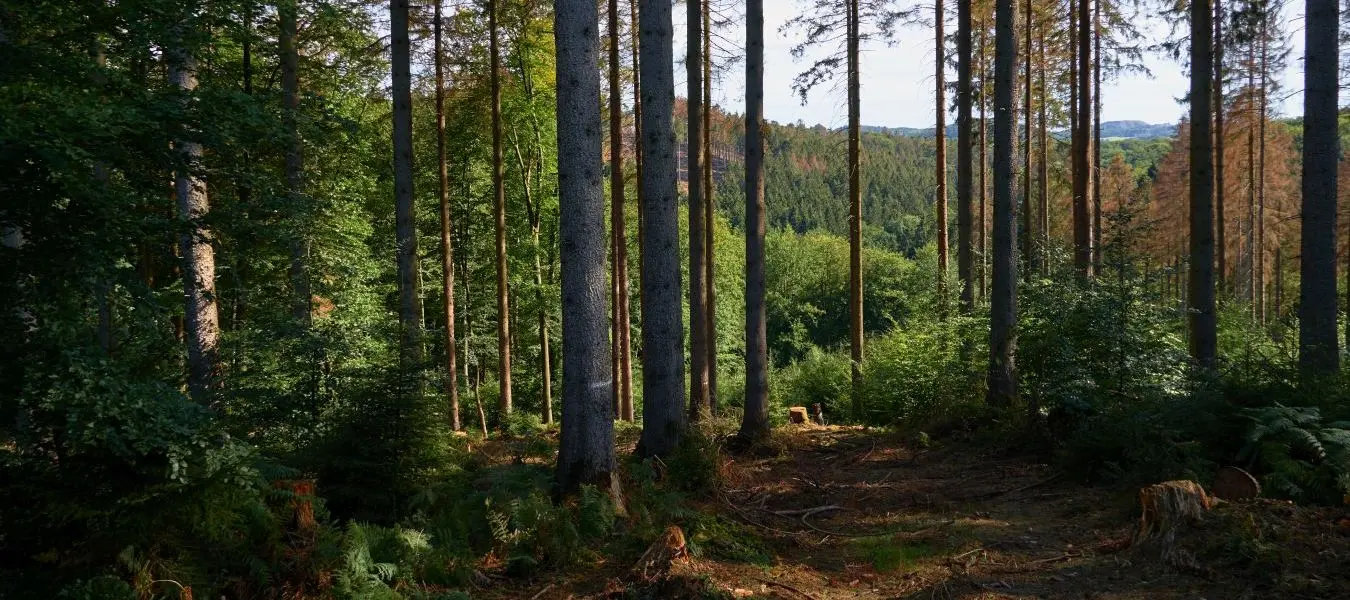 Ein schöner Blick durch einige Bäume im Arnsberger Wald