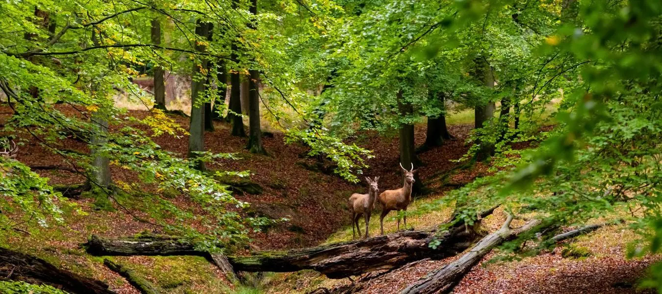 Rothirschkuh (Cervus elaphus) und Jungtiere auf einer Lichtung in einem Naturschutzgebiet bei Arnsberg im Sauerland an einem Herbsttag im Wildwald Vosswinkel während der Brunftzeit.