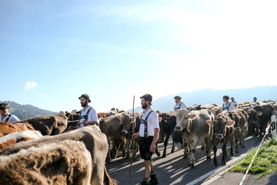 Traditioneller Viehscheid in Oberstaufen im Allgäu – Brauchtum und regionale Lebensqualität